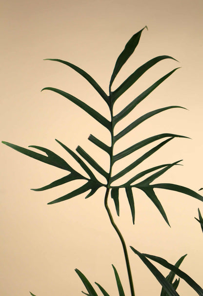 Philodendron polypodioides