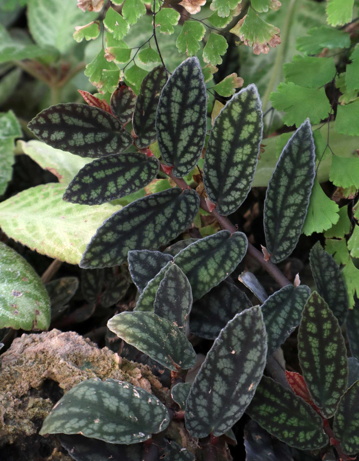 Pellionia repens