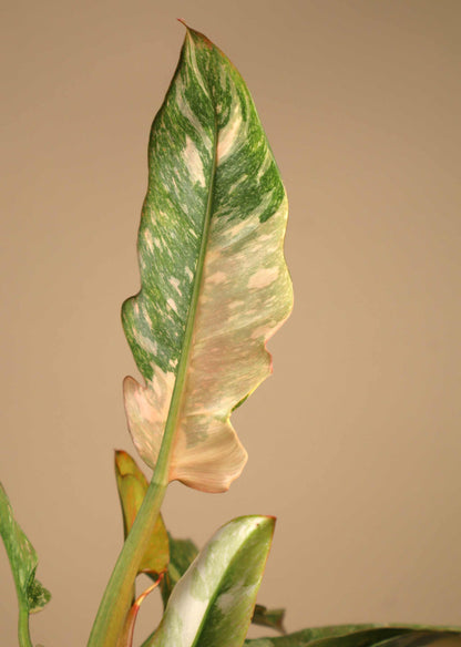 Philodendron 'Ring of Fire'