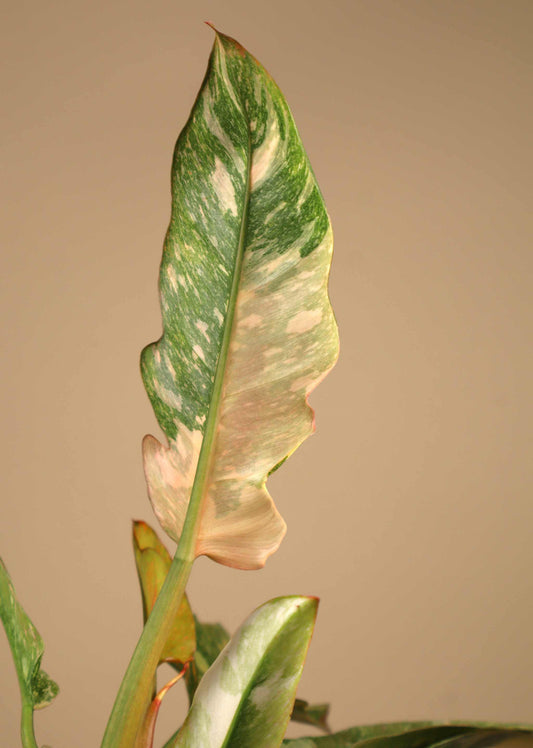 Philodendron 'Ring of Fire'