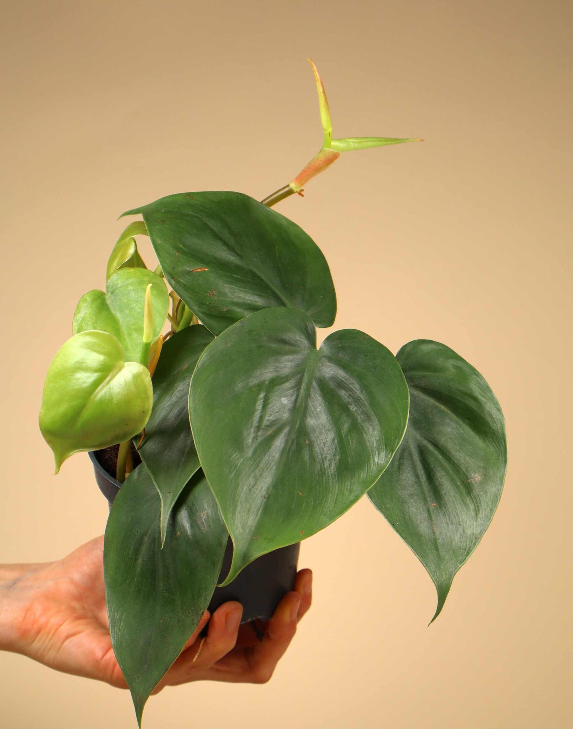 efeutute vs philodendron Philodendron hederaceum (Efeutute)