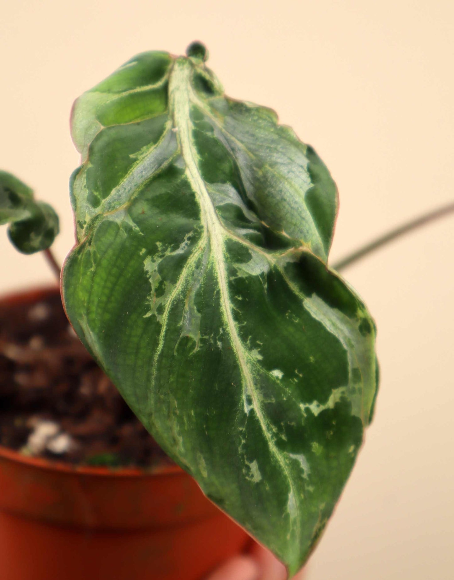 Philodendron gloriosum 'Snow Leopard'