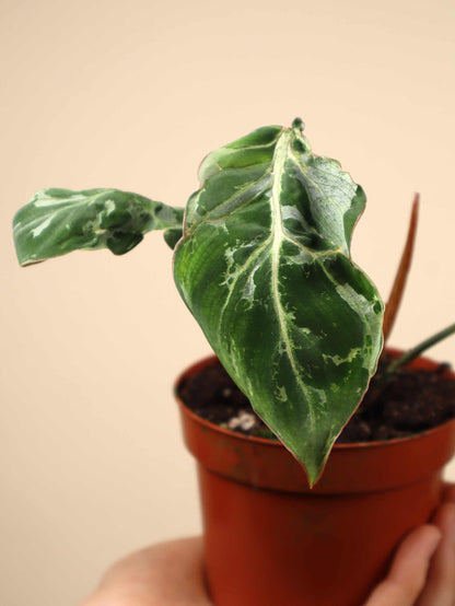 Philodendron gloriosum 'Snow Leopard'