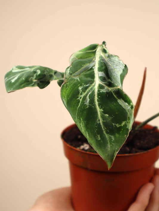 Philodendron gloriosum 'Snow Leopard'