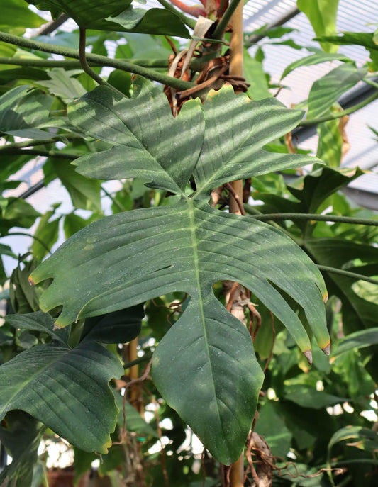 Philodendron squamiferum