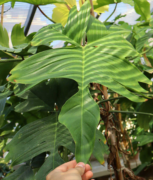 Philodendron squamiferum