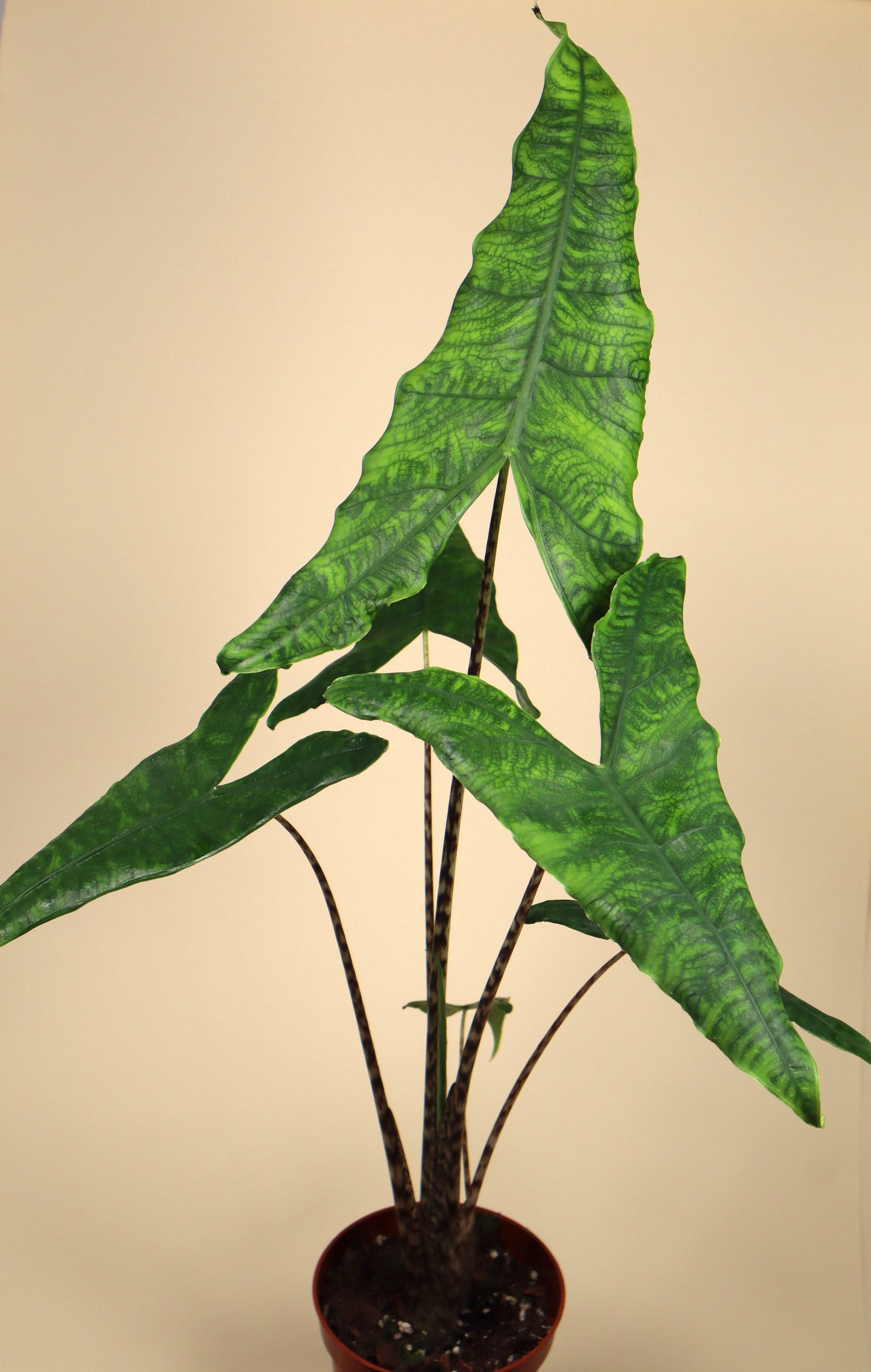 Alocasia zebrina reticulata form