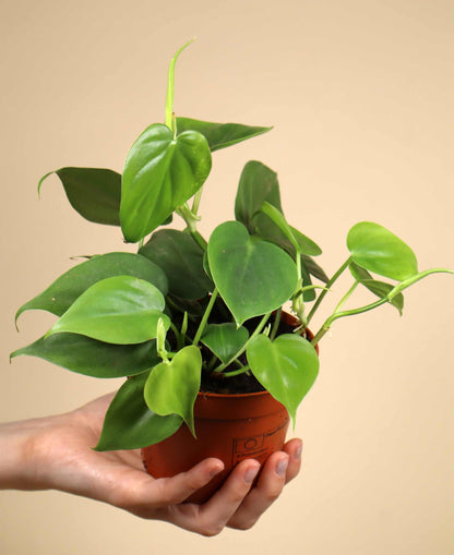 Philodendron hederaceum (klätterkalla)