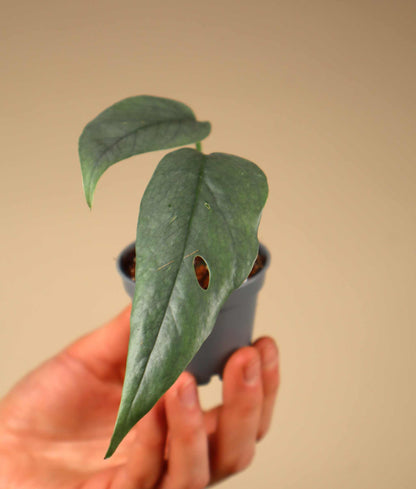 Epipremnum pinnatum 'cebu blue'