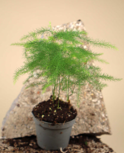 Asparagus fern "Asparagus setaceus"