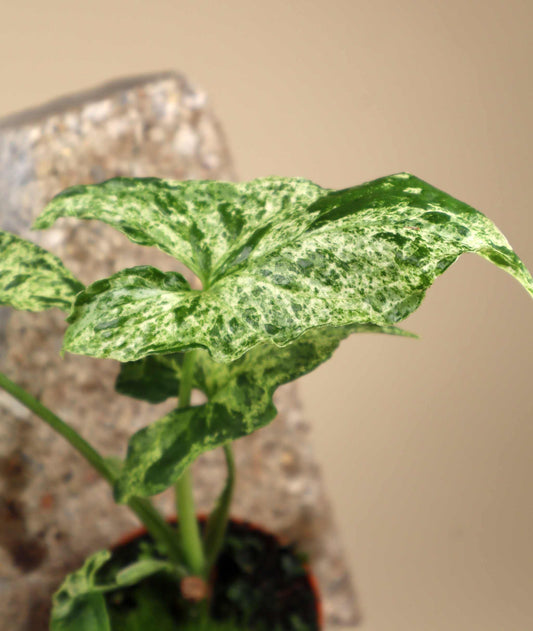 Syngonium podophyllum 'Mottled'