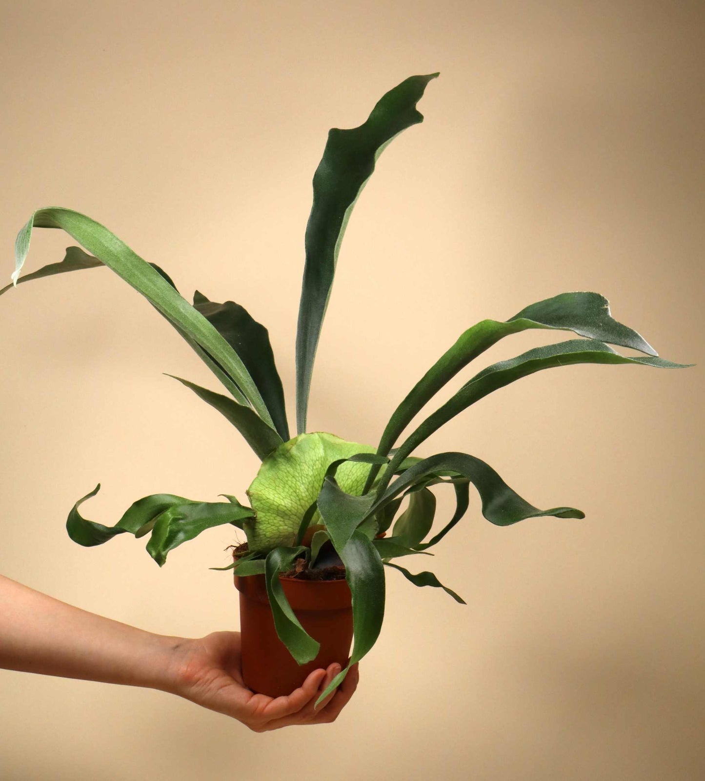 Platycerium bifurcatum | Elchhornfarn