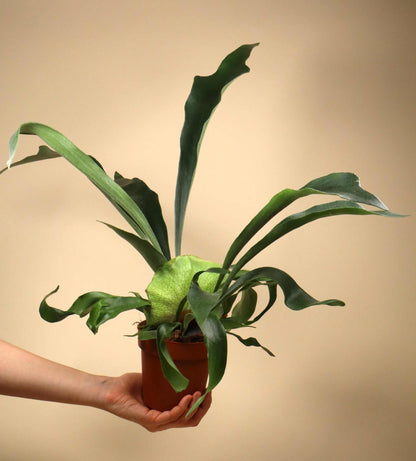 Platycerium bifurcatum | Elchhornfarn