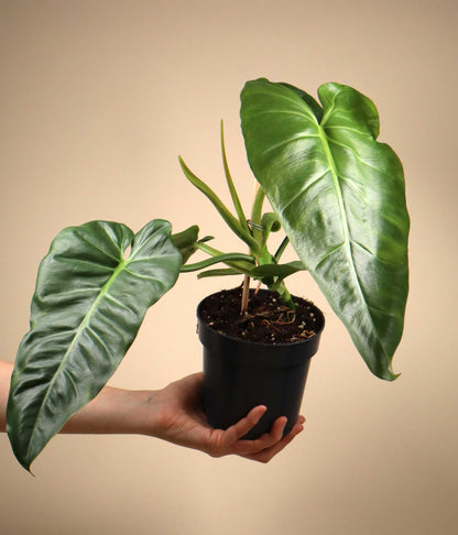 Philodendron maximum