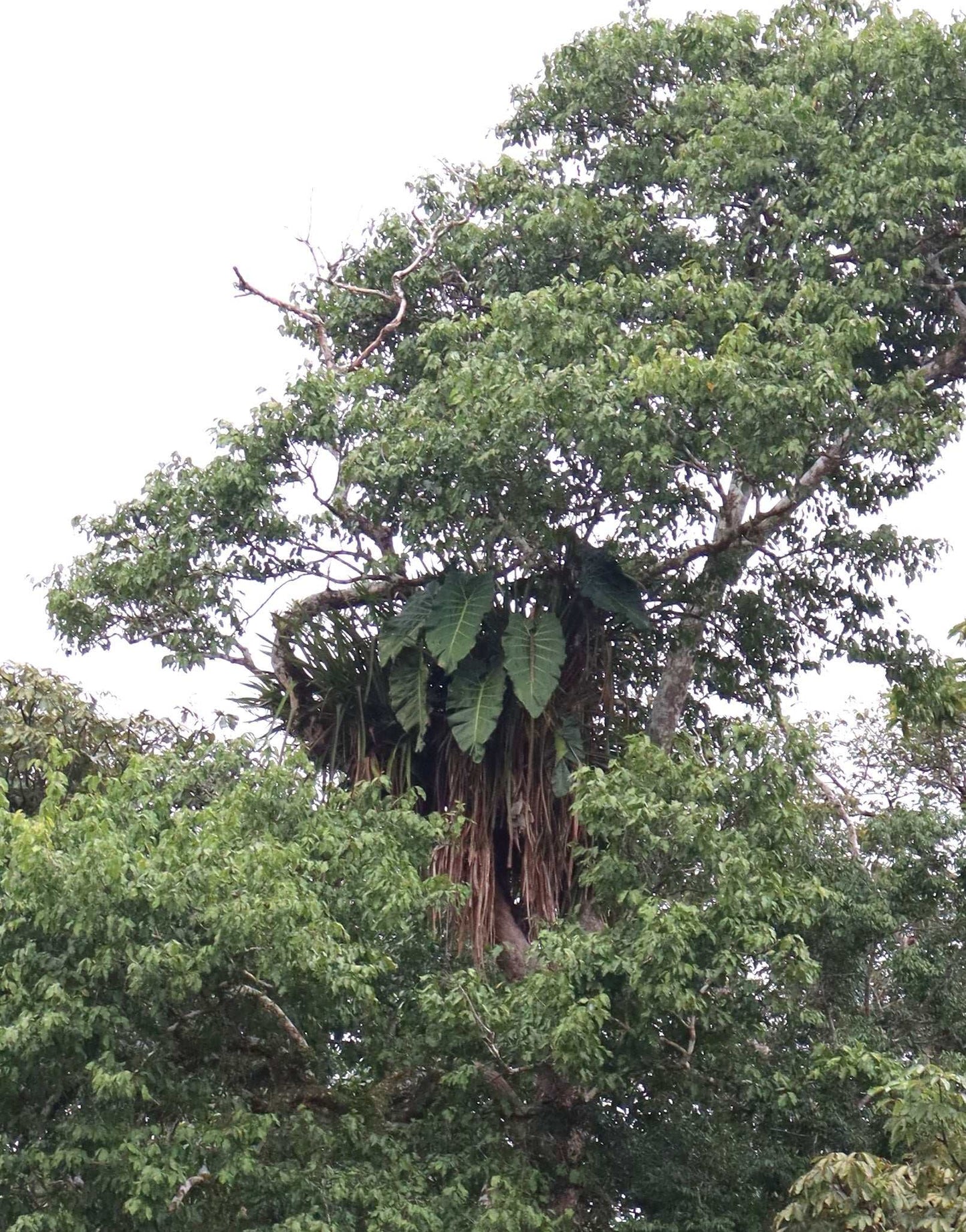 Philodendron maximum