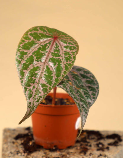 Piper ornatum