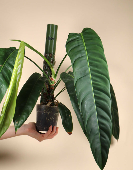 Philodendron patriciae