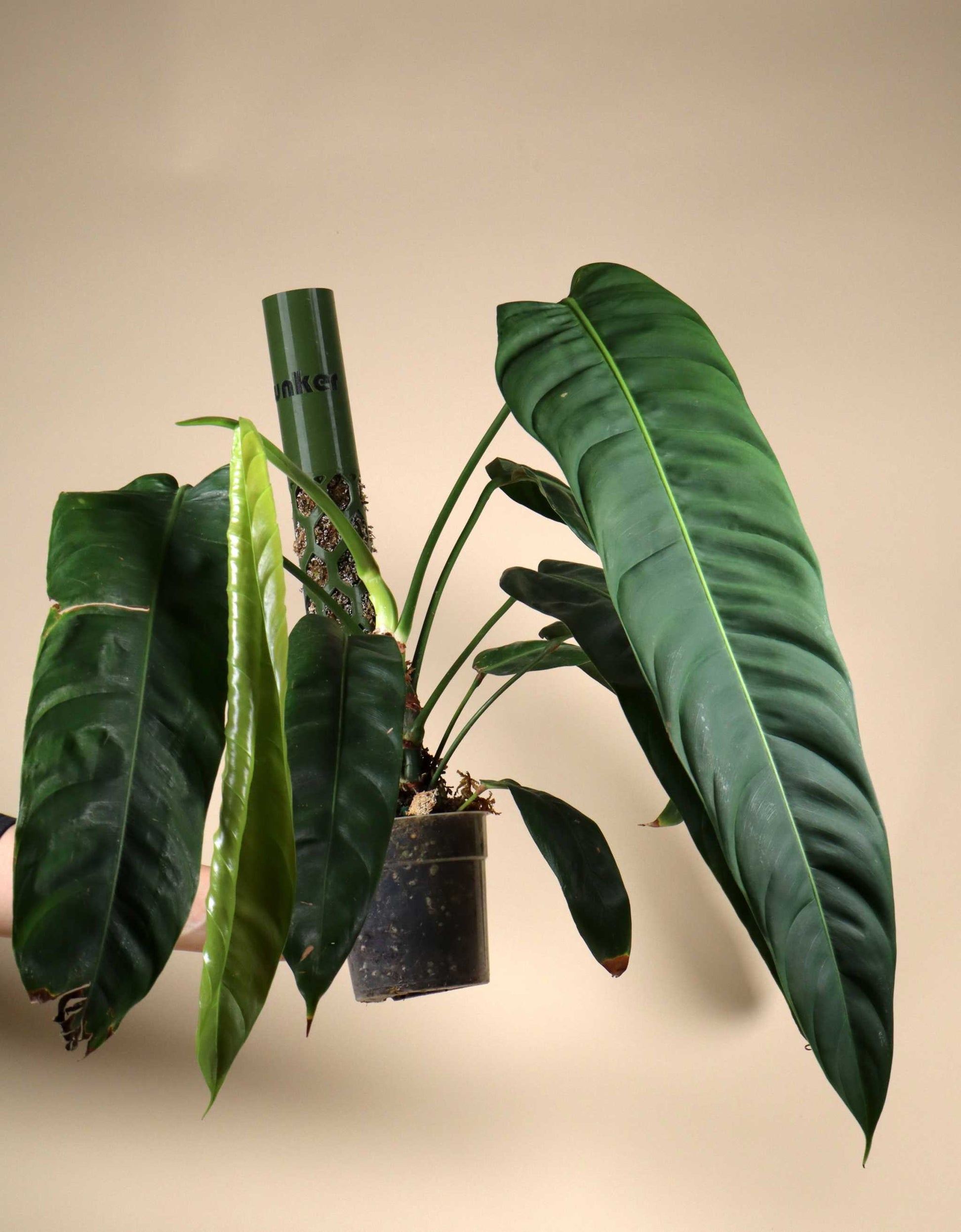 patricia philodendron Philodendron Patriciae For Sale Online
