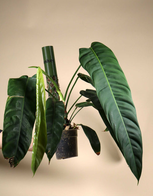 Philodendron patriciae