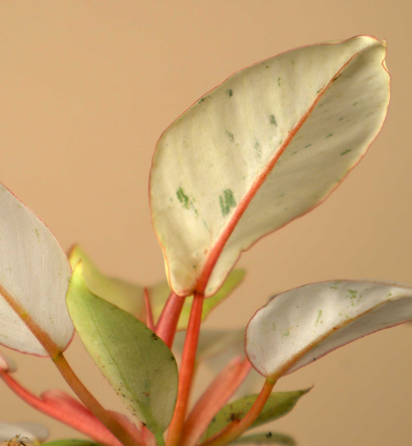 Philodendron 'Snowdrift'