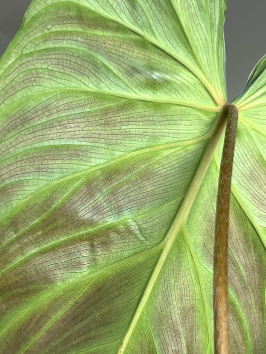 Philodendron splendid (verrucosum x melanochrysum)