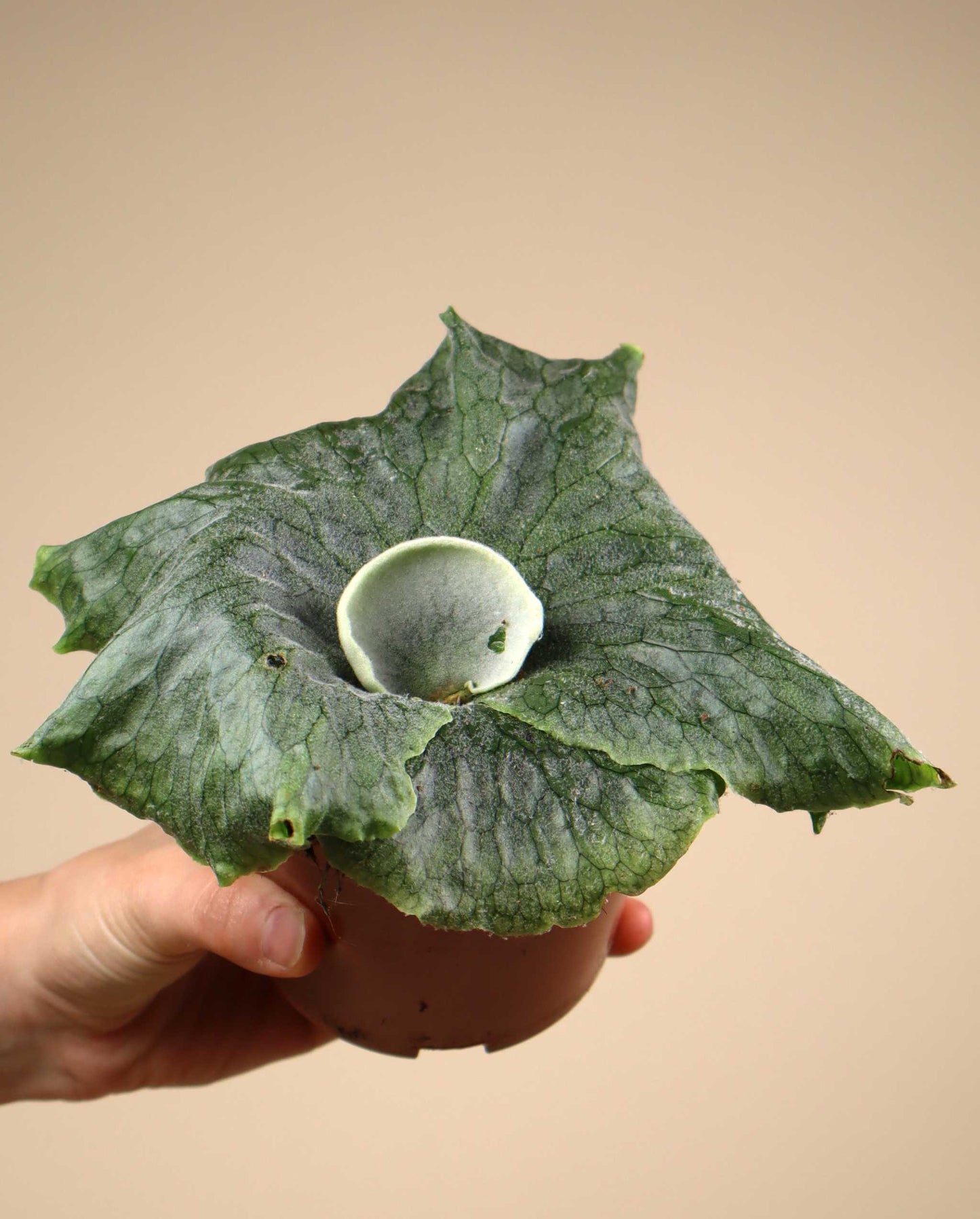 Platycerium superbum