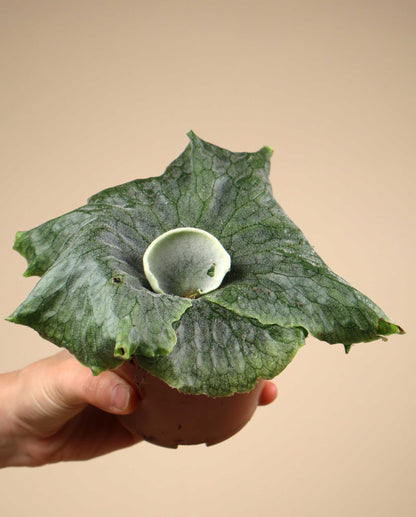 Platycerium superbum