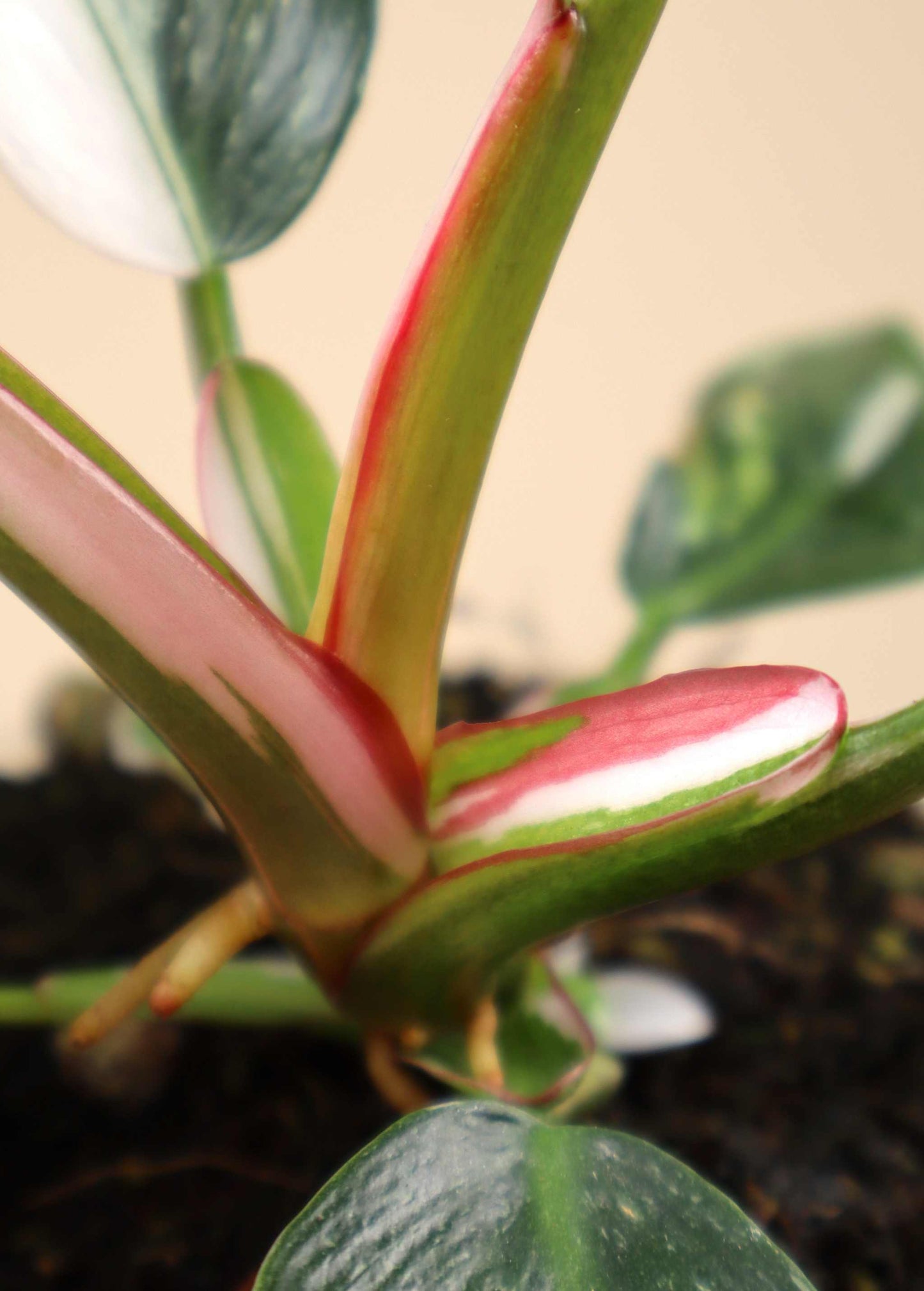 Philodendron 'White Princess'