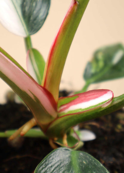 Philodendron 'White Princess'