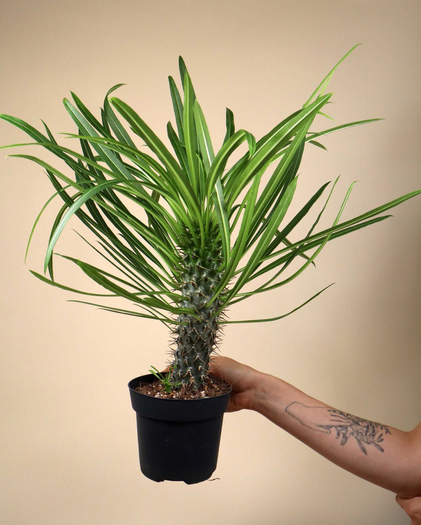 Pachypodium lamerei 'ökenstjärna'