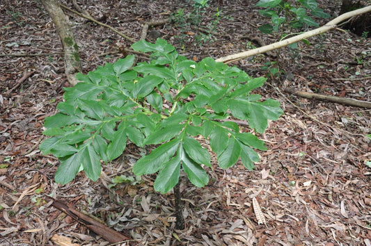 Amorphophallus paeoniifolius | Knölkalla