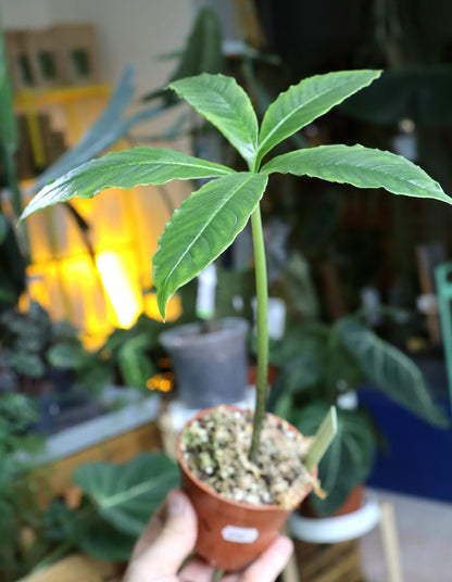 Amorphophallus paeoniifolius | Knölkalla