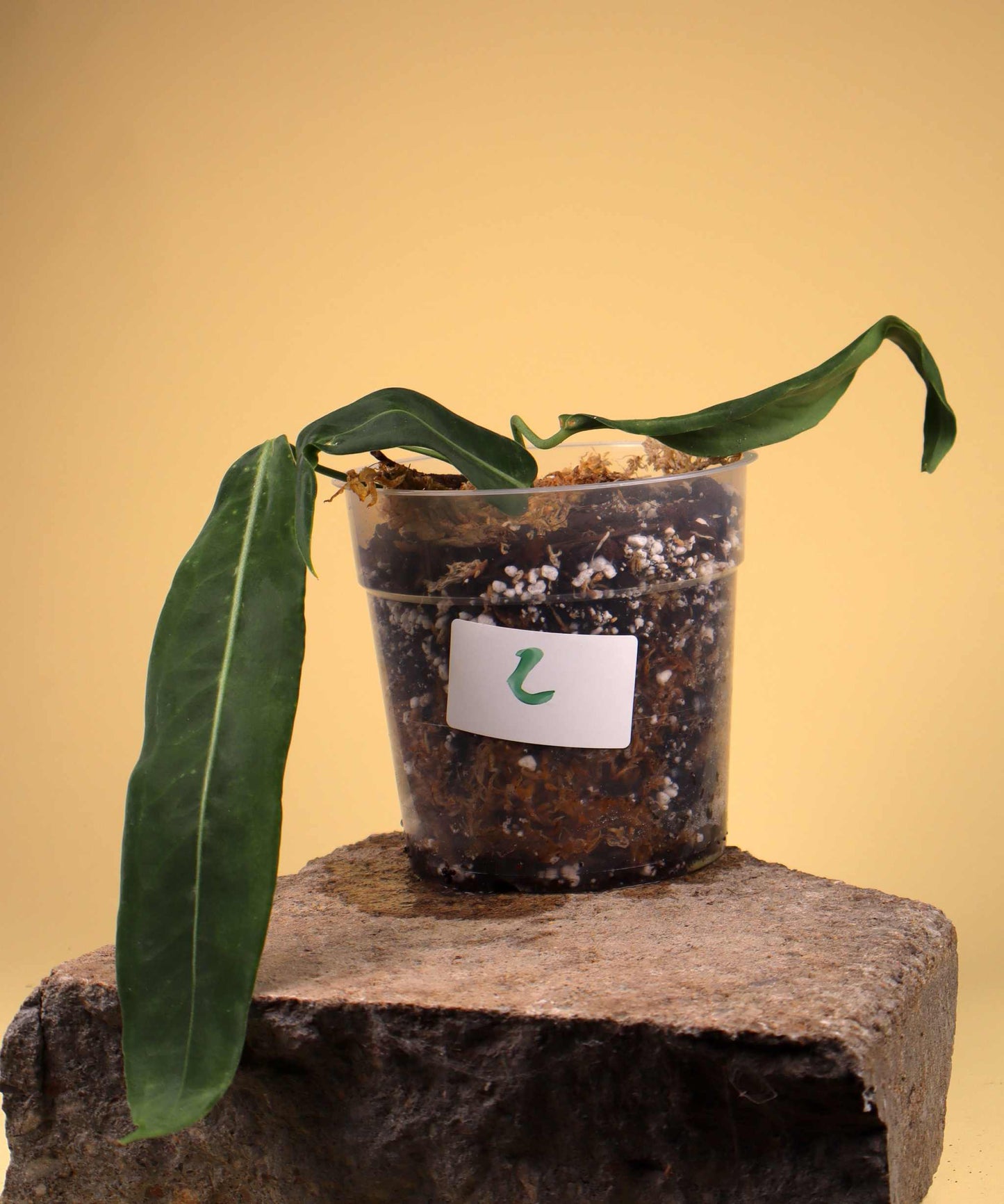 Anthurium pallidiflorum