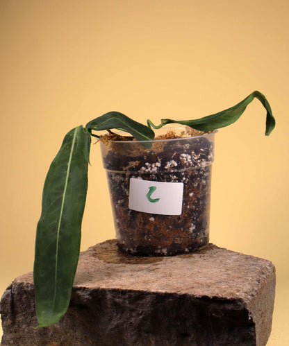 Anthurium pallidiflorum