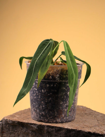 Anthurium pallidiflorum