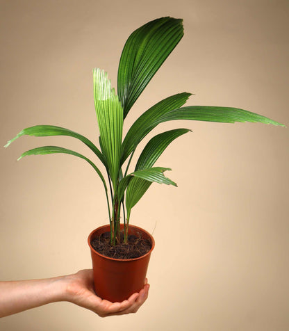 Licuala grandis