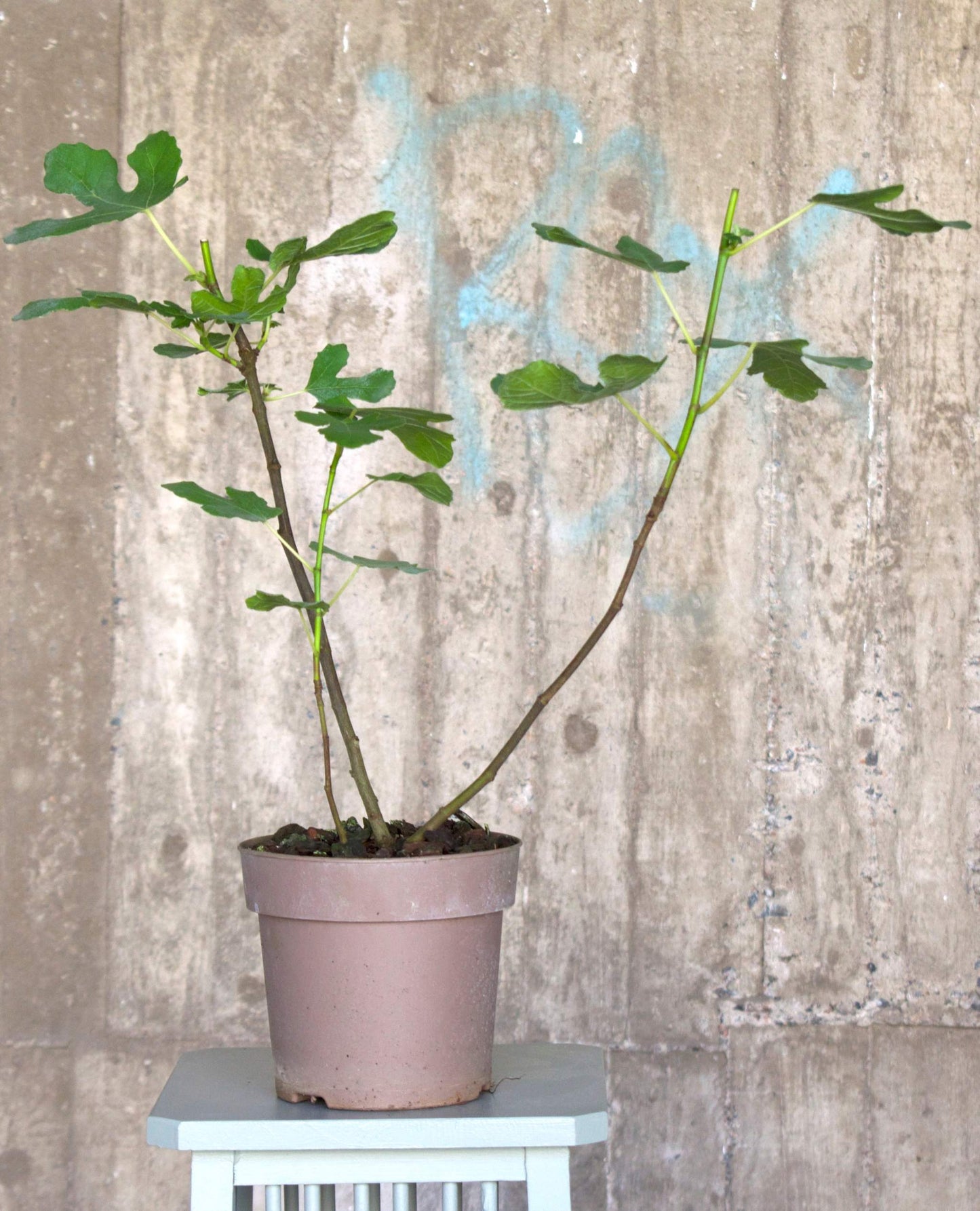 Tiger Fig 'Panachée'