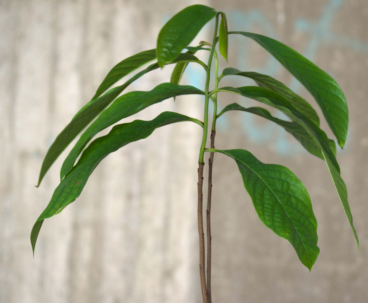 Pawpaw 'Asimina triloba'