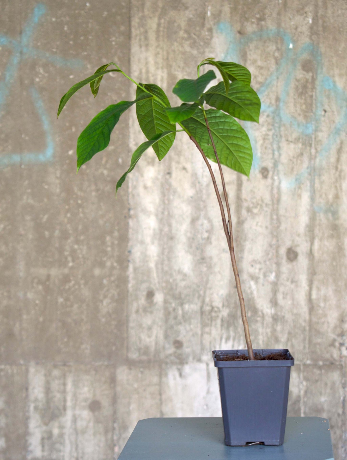 Pawpaw 'Asimina triloba'