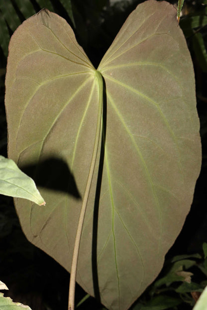 Anthurium papillaminum