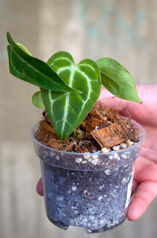 Anthurium Papillilaminum X Magnificum X Crystallinum