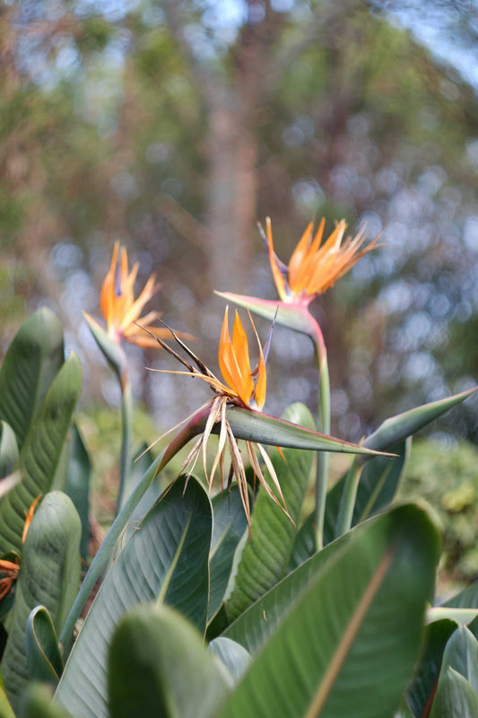 Parrot flower 'Strelitzia reginae'