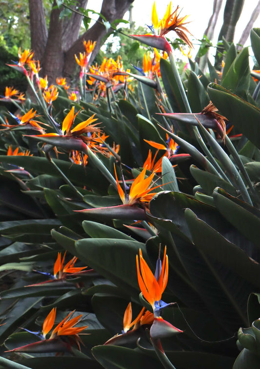 Papegojblomma 'Strelitzia reginae'