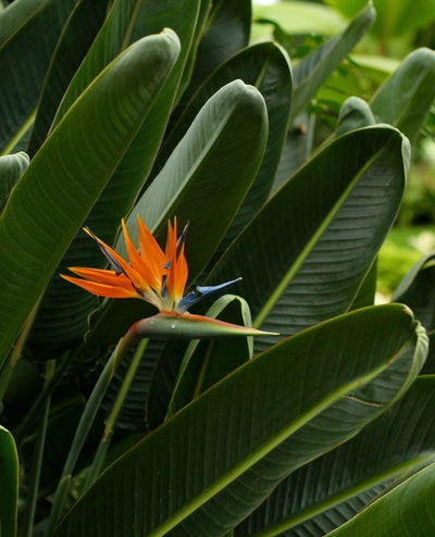 Papegojblomma 'Strelitzia reginae'