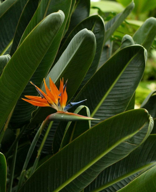 Parrot flower 'Strelitzia reginae'