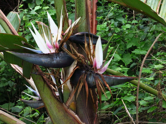 Jättepapegojblomma  'Strelitzia nicolai'