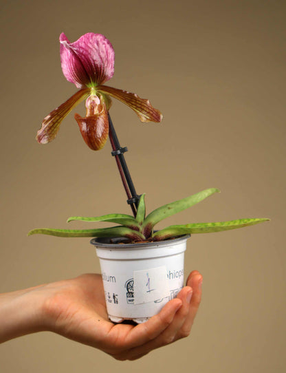 Paphiopedilum mix