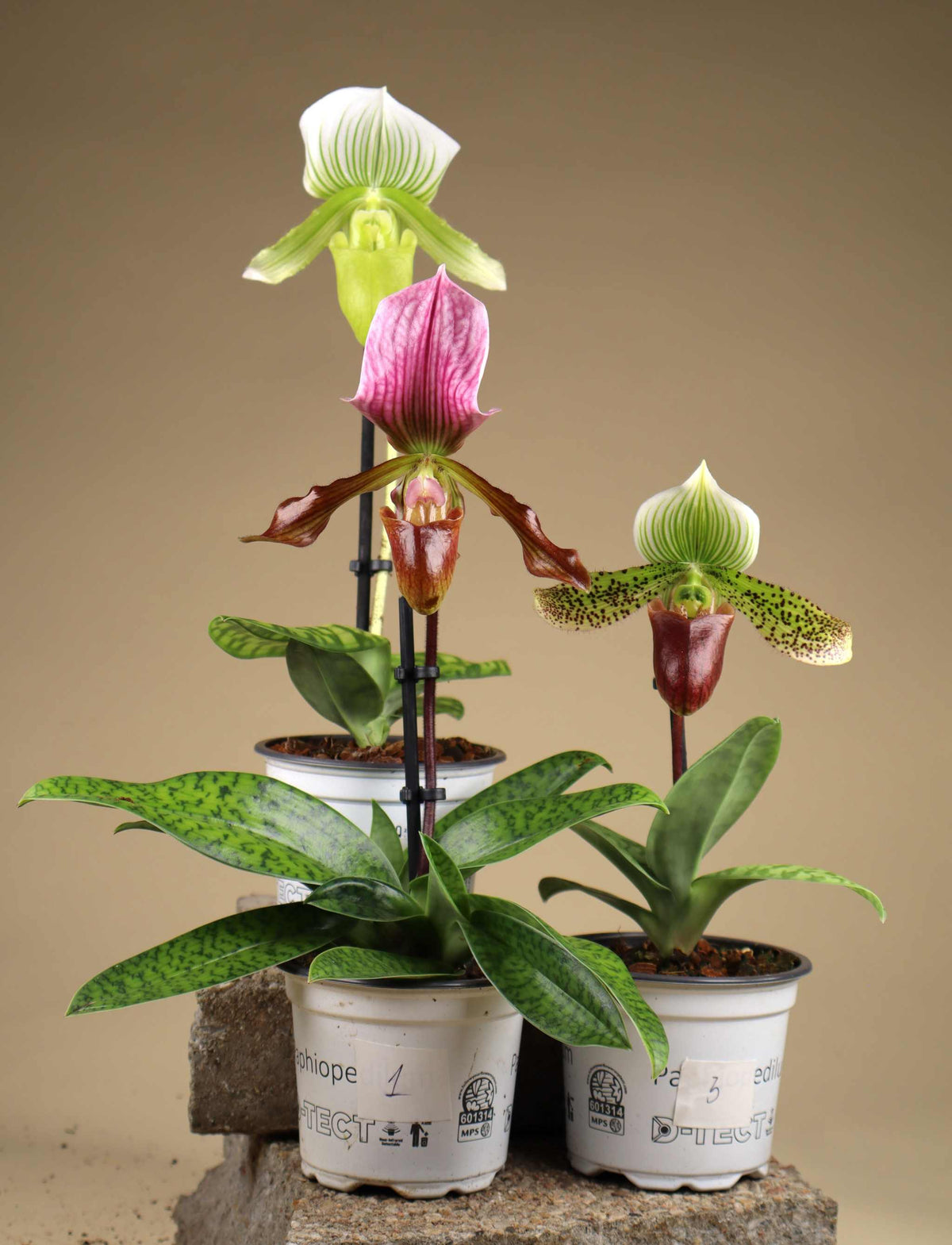 Paphiopedilum mix