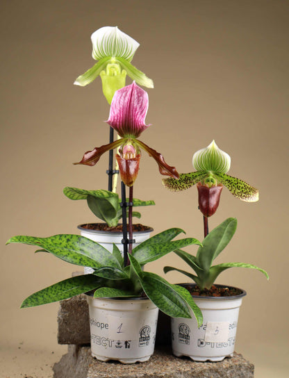 Paphiopedilum mix