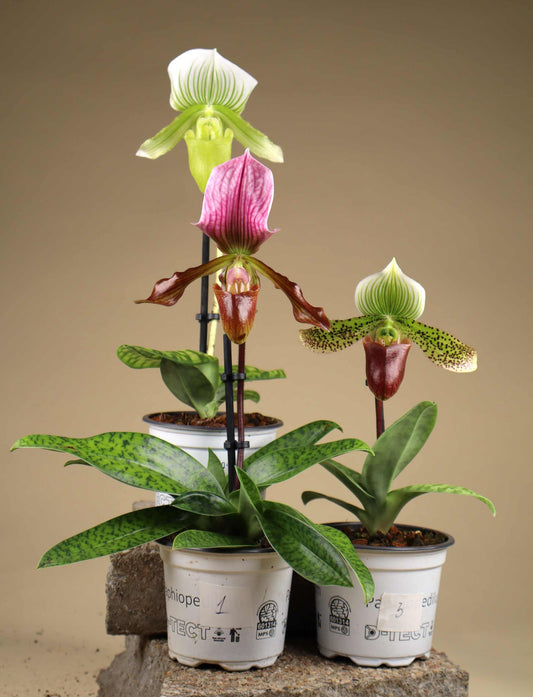 Paphiopedilum mix